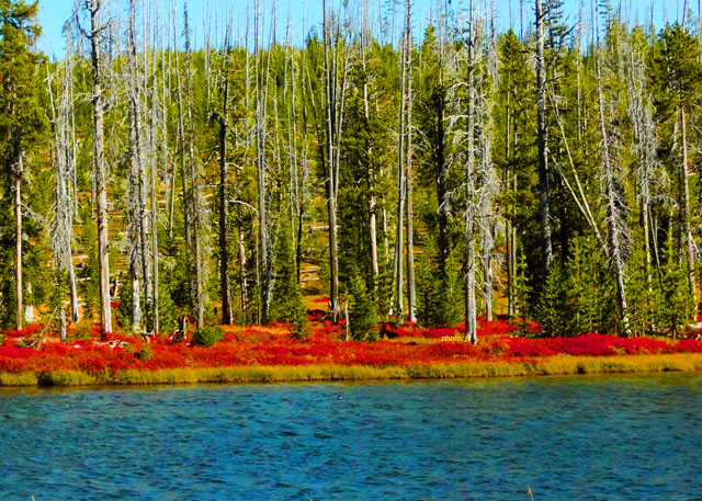 yellowstone np