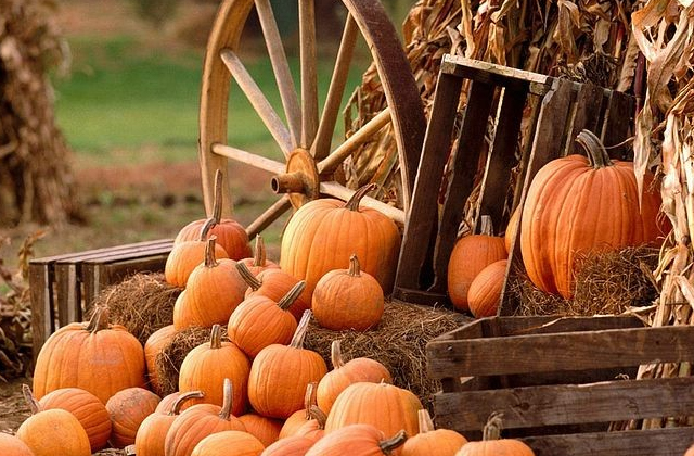 pumpkin-farm