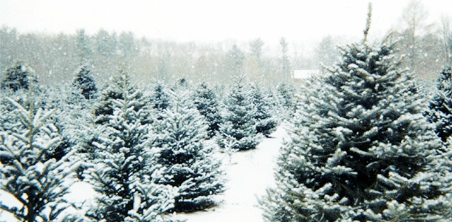 xmas-tree-farm