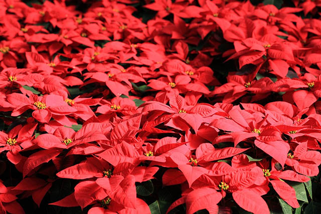 poinsettia