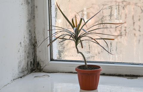 Zaparowane szyby i mokre parapety – chroń dom przed pleśnią