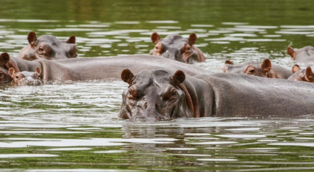 Kolumbia walczy z „hipopotamami Escobara”